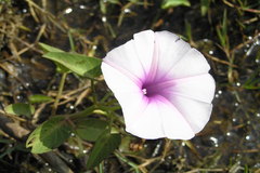 Ipomoea aquatica